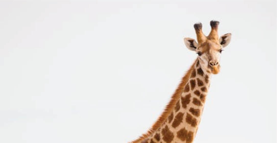 Giraffe standing against a white background on Samburu Kenya Safari game drives