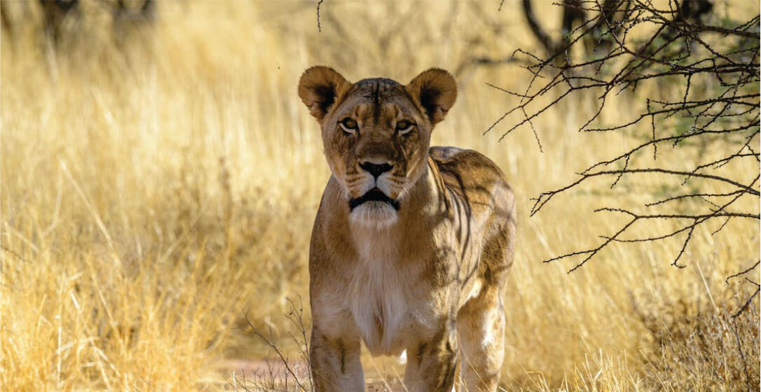 Lioness standing in a dry grassland with trees in the background on luxury safari game drives in Masai Mara