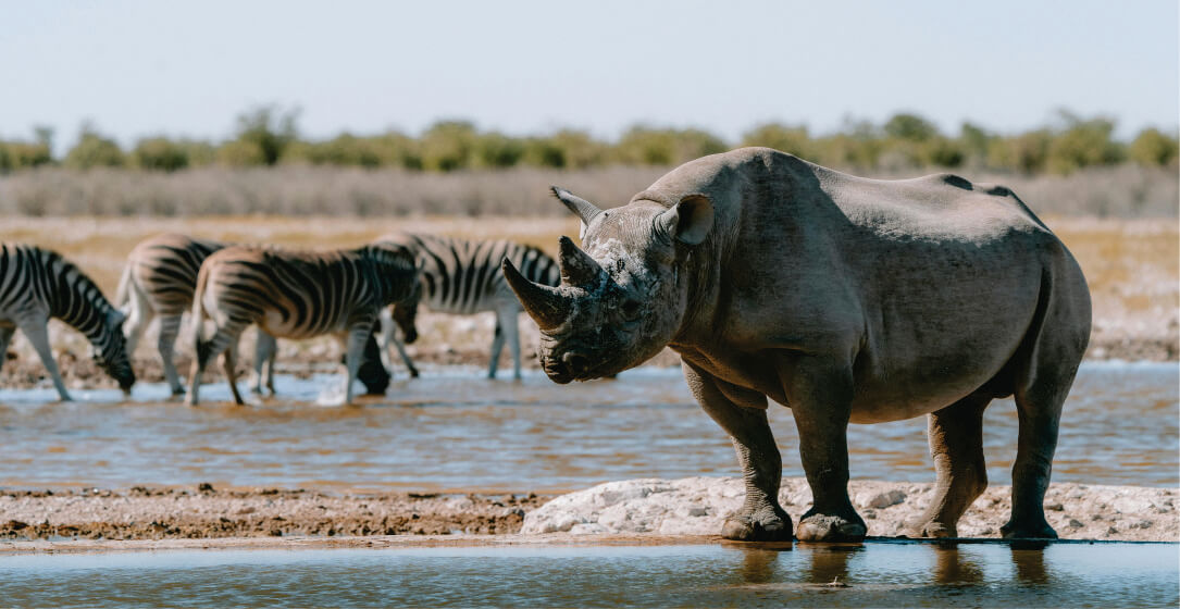 Rhino and zebras at a watering hole with a natural landscape in the background on Nairobi National Park Tour