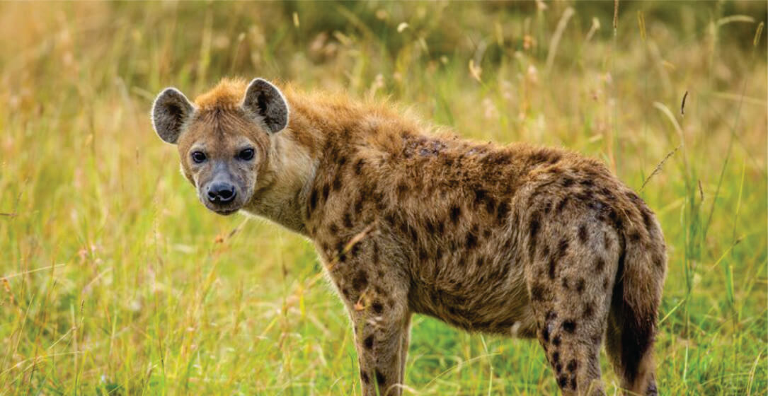Spotted hyena standing in a grassy field, visible on Mara Serena Safari Lodge Masai Mara game drive
