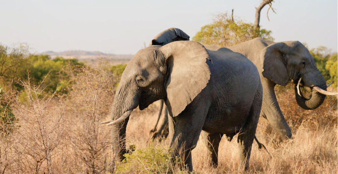 Two elephants walking through a dry savanna landscape.