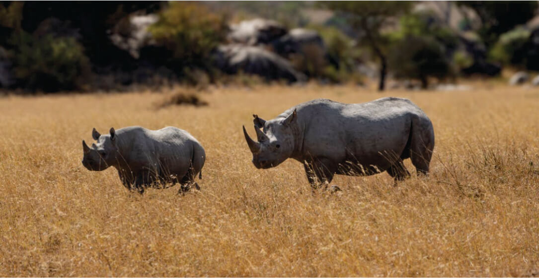 Two rhinos walking through a dry, grassy landscape with rocks and sparse vegetation.