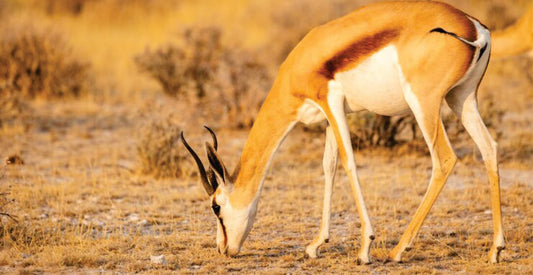 Gazelle grazing in a desert landscape with dry grass and shrubs.