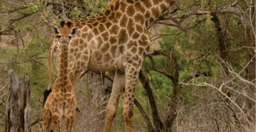 Two giraffes standing in a natural setting with trees and foliage on kenya safari Samburu National Park game tour
