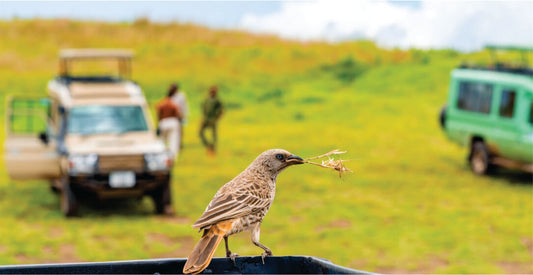 Bird on a car roof with safari vehicles and people in the background on small group budget safari game drives in Masai Mara