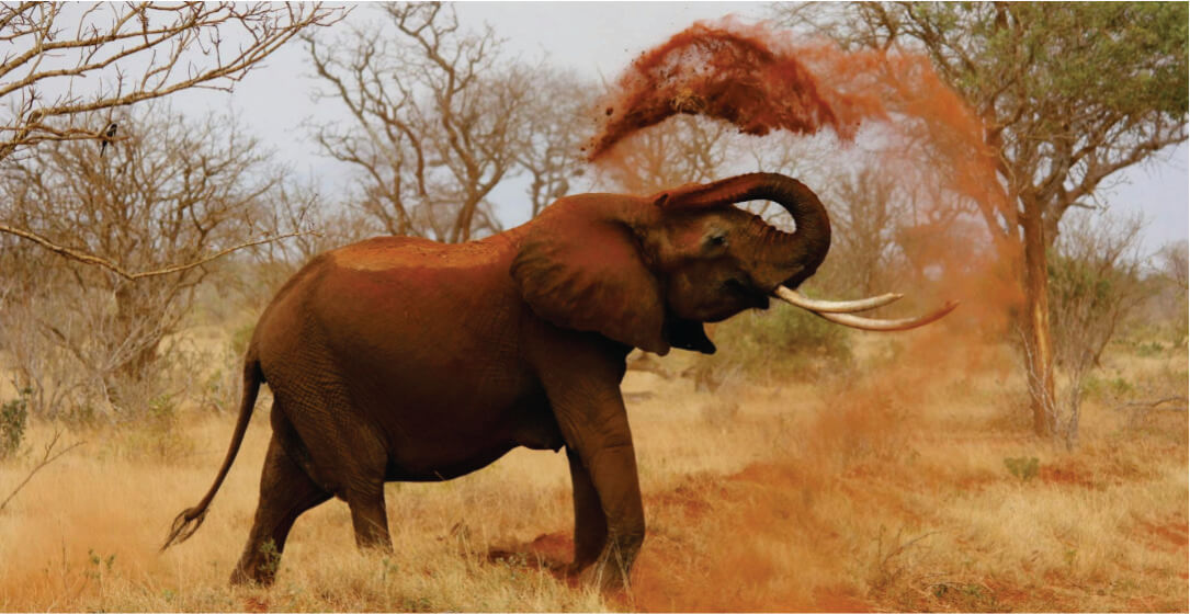Elephant in a savannah environment with dust being thrown into the air.
