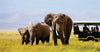 Three elephants walking on a grassy plain with a safari vehicle and guide in the background on Amboseli safari game drives in Kenya.