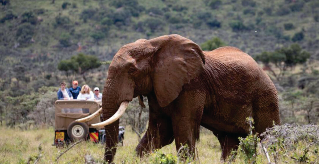 Elephant in a savannah with tourists in a safari vehicle on safari game drives in the background