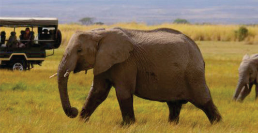 Elephant walking through a grassy savannah with an open-sided safari jeep in the background