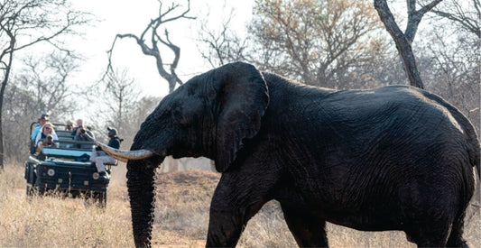 Elephant walking in a savannah with safari vehicles and people observing in the background