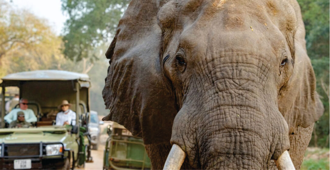 Close-up of an elephant with safari vehicles and people in the background