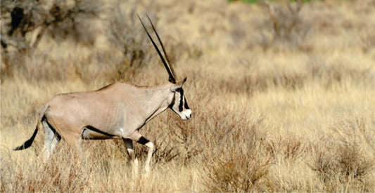 Gazelle running through a dry grassland, observable on 1-day safari game drives in Masai Mara