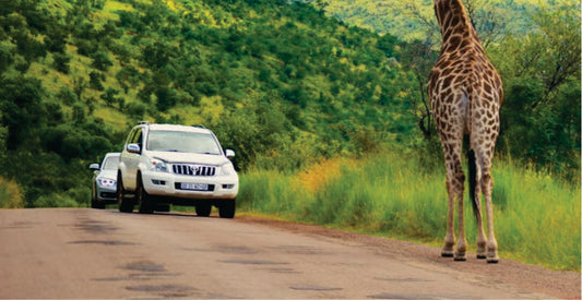 Giraffe on a road with two transfer cars in a natural setting