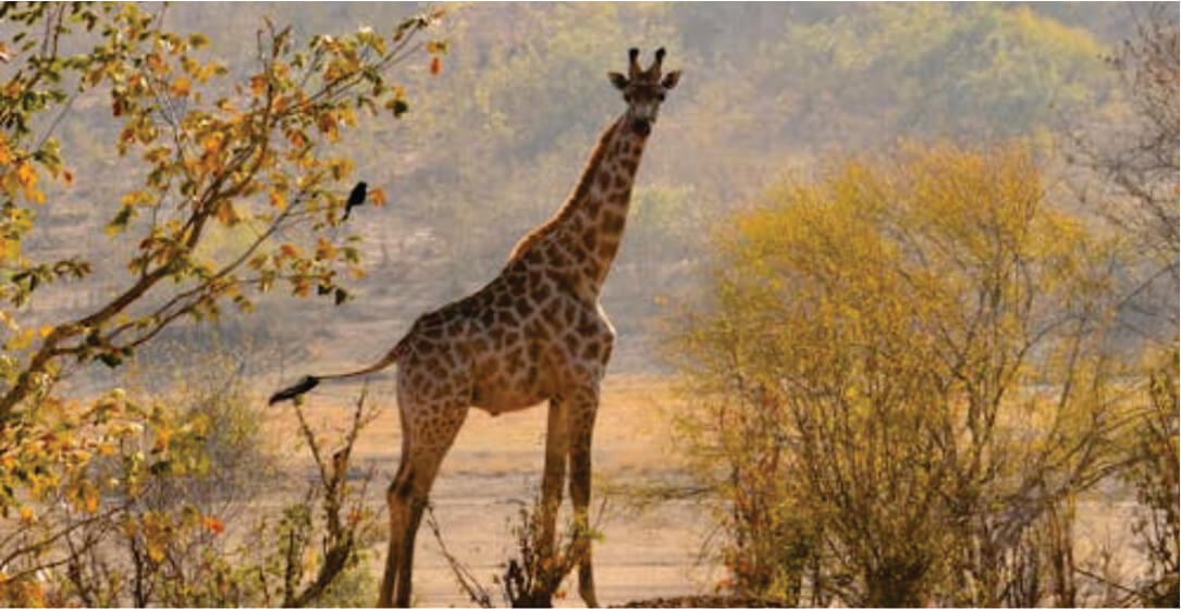 Giraffe standing in a savanna landscape with trees and mountains in the background