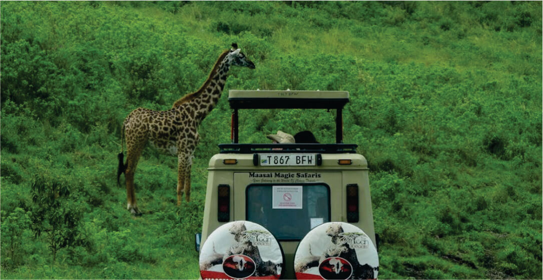 Safari vehicle with a giraffe in a grassy field