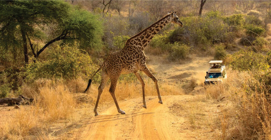 Giraffe walking on a dirt road with a safari vehicle in the background