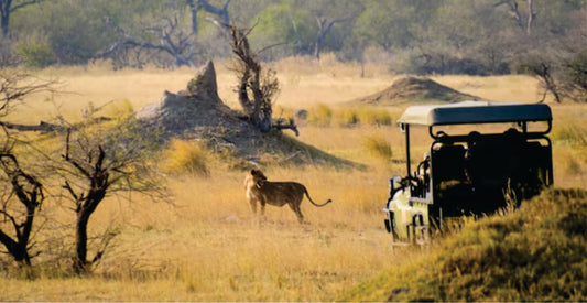 A safari jeep with tourists watching a lion in the distance on the African savannah.