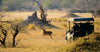 A safari jeep with tourists watching a lion in the distance on the African savannah.