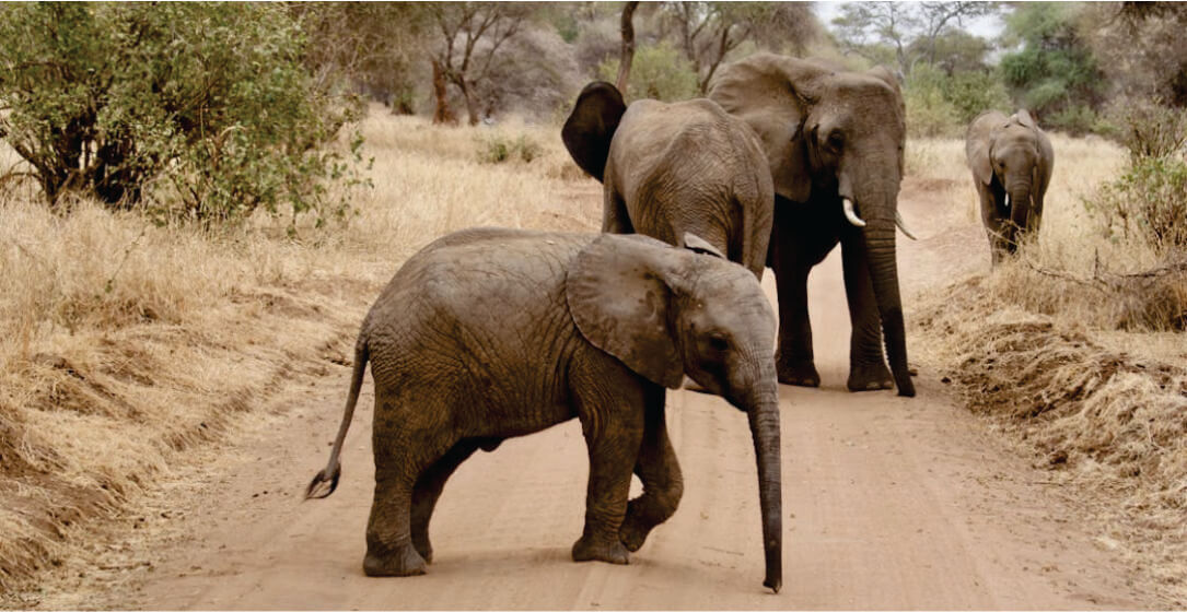 Two elephants walking on a dirt path in a natural setting with trees and dry grass.