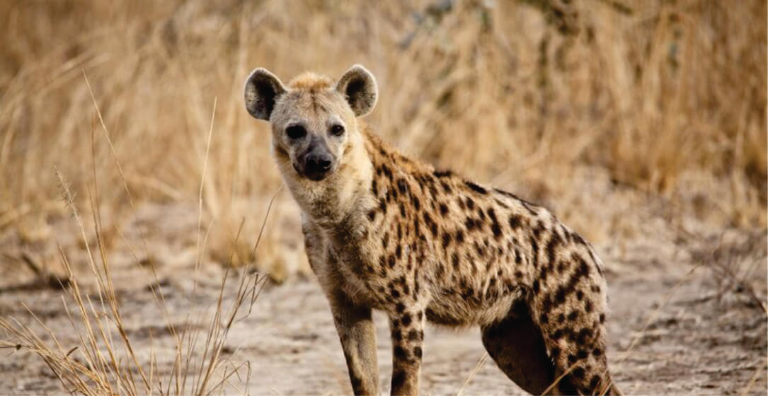 Spotted hyena standing in a dry grassland, visible on full-day safari game drives in Masai Mara
