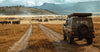 Jeep on a dirt road in a savannah with animals in the distance