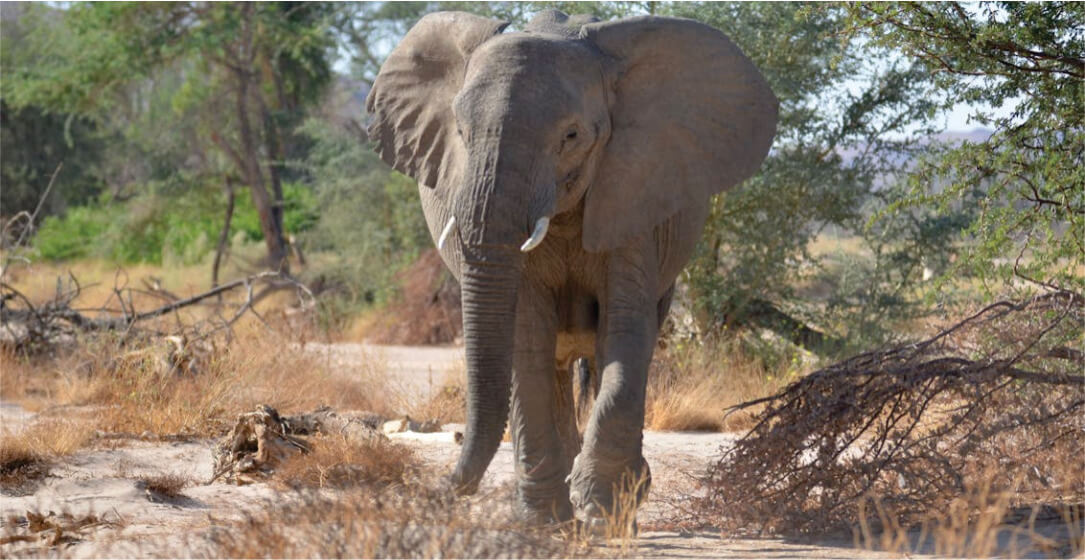 Elephant walking through a natural landscape with trees and dry grass.