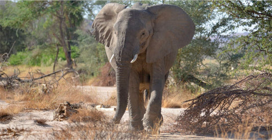 Elephant walking through a natural landscape with trees and dry grass.