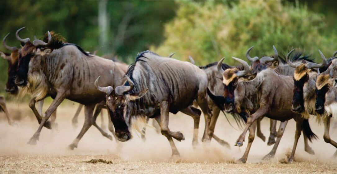 Herd of wildebeests running across a savannah with dust in the air