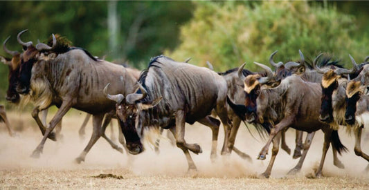 Herd of wildebeests running across a savannah with dust in the air