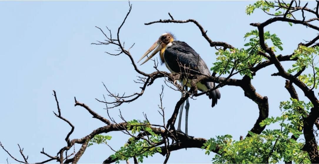 Bird perched on a branch with a clear blue sky background on safari holidays in Kisumu