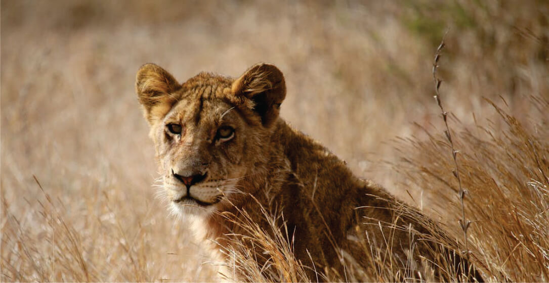 Lion cub in a grassy field