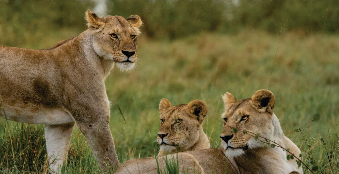 Two lionesses and a cub standing in a grassy field, visible on Mara Serena Safari Lodge Masai Mara game drive