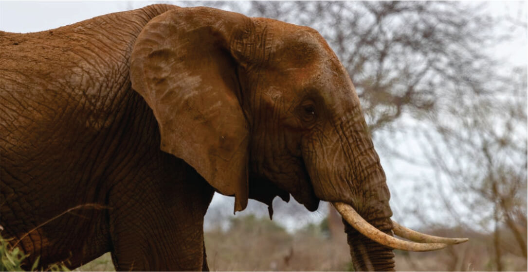 Elephant in a natural setting with trees in the background on Amboseli safari game drives