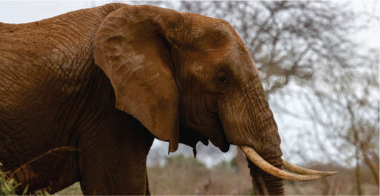 Elephant in a natural setting with trees in the background on Amboseli safari game drives