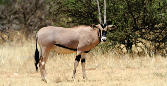 Oryx standing in a dry grassland with trees in the background