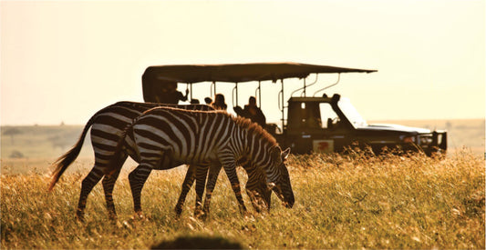Two zebras grazing in a grassy field with safari vehicles in the background on full-day safari game drives in Masai Mara.