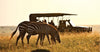 Two zebras grazing in a grassy field with safari vehicles in the background on full-day safari game drives in Masai Mara.
