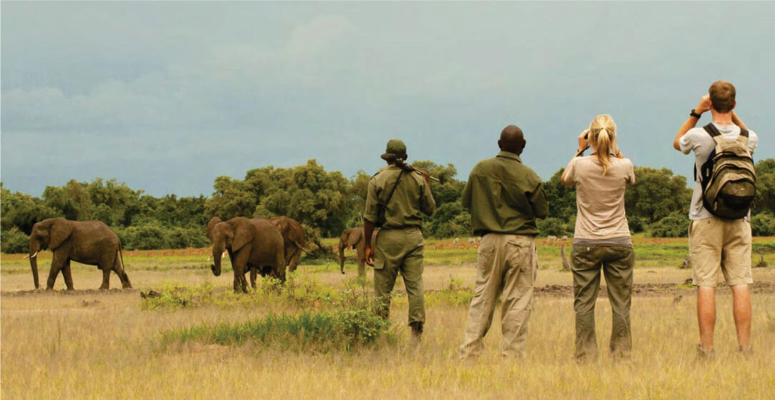 group of people on a safari observing elephants in a grassy field on small group joining safari game drives in Kenya