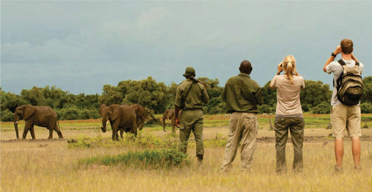 group of people on a safari observing elephants in a grassy field on small group joining safari game drives in Kenya