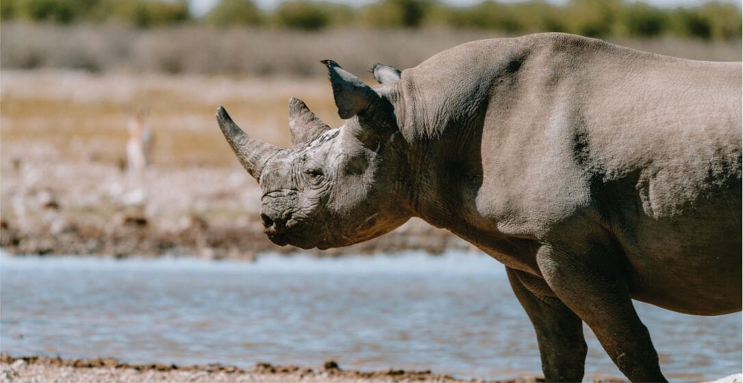 Rhino standing near a water body with a blurred natural background on cheap Ol Pejeta Conservancy safari tours
