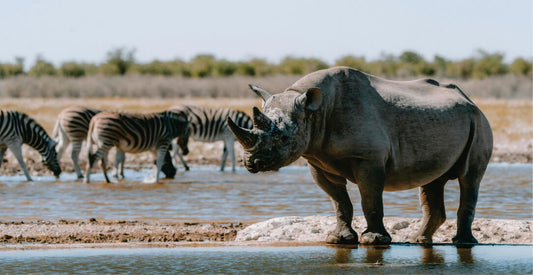 Rhino and zebras at a watering hole with a natural landscape in the background on Nairobi National Park Tour