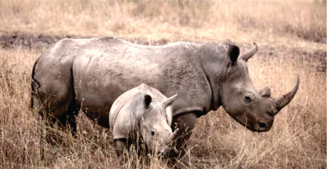 Two rhinos standing in a grassy field on Ol Pejeta Conservancy Kenya