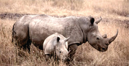 Two rhinos standing in a grassy field on Ol Pejeta Conservancy Kenya