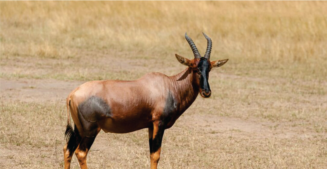 Hartebeest standing in a dry grassland, observable on Masai Mara Safari 3 days game drive in Kenya