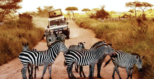 Zebras crossing a dirt road with a safari vehicle in the background on half-day package holidays to Kenya safari game drives in Masai Mara