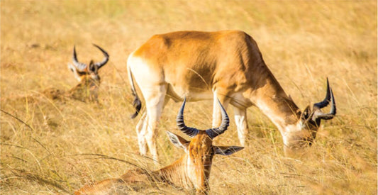 Three antelopes grazing in a grassy field with warm sunlight, observable on 3-day Masai Mara jeep joining safari game drives.