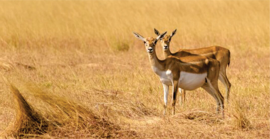Two deer standing in a grassy field with a blurred background, observable on Masai Mara budget game drive adventure