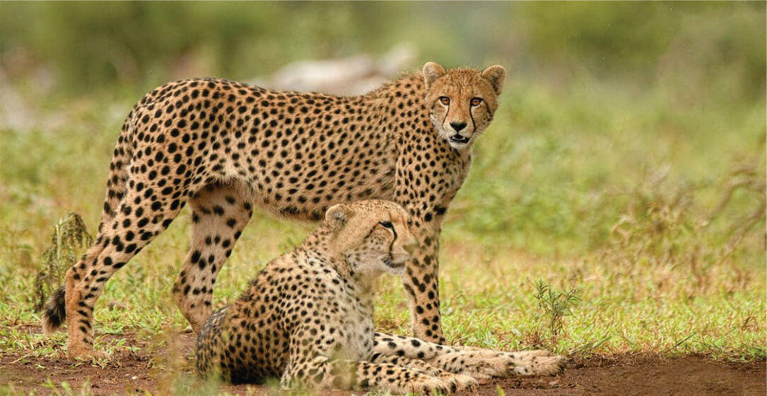 Two cheetahs in a grassy field with a blurred natural background