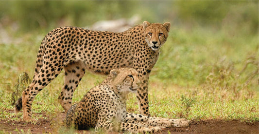 Two cheetahs in a grassy field with a blurred natural background