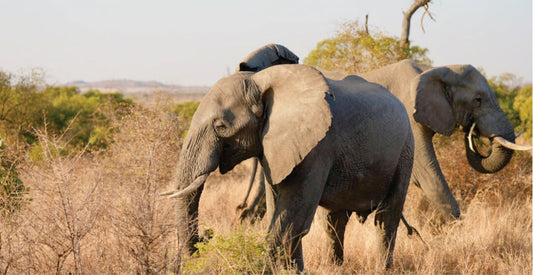 Two elephants walking through a dry savanna landscape.